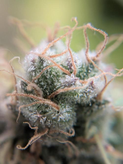 Indoor Photoperiod Run #4 (2025). Week 17 - Zombie Bride