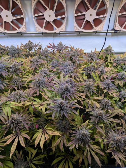 Indoor Photoperiod Run #4 (2025). Week 17