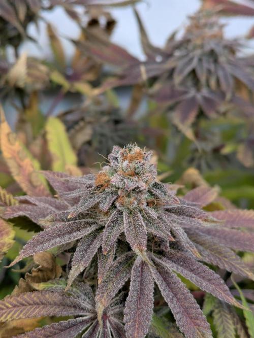 Indoor Photoperiod Run #4 (2025). Week 17