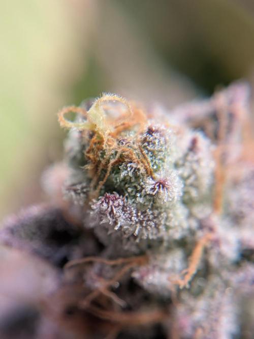 Indoor Photoperiod Run #4 (2025). Week 17 - Velvet Moon