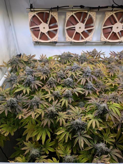 Indoor Photoperiod Run #4 (2025). Week 17