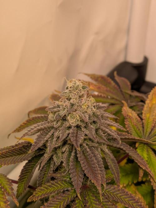 Indoor Photoperiod Run #4 (2025). Week 17