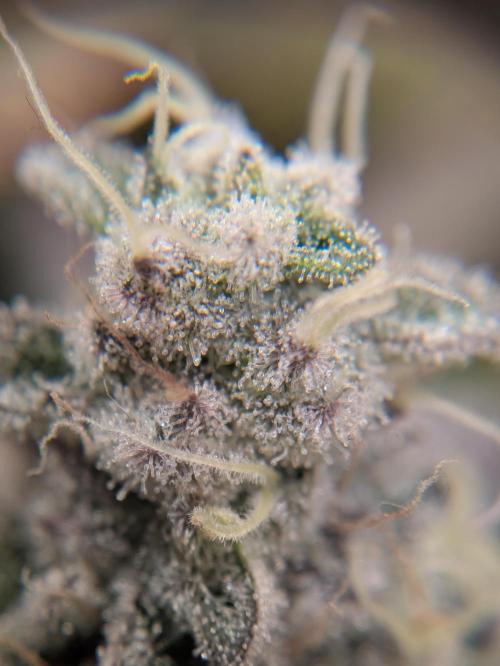 Indoor Photoperiod Run #4 (2025). Week 17 - Persian Pie