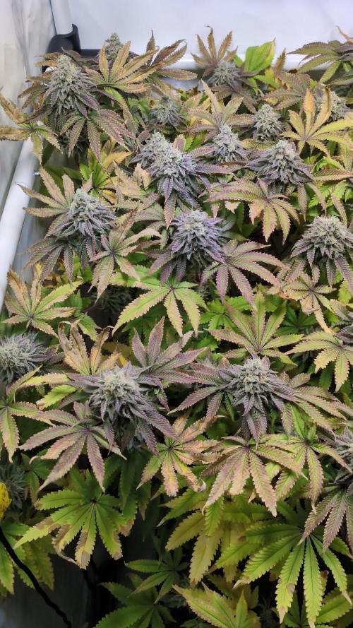 Indoor Photoperiod Run #4 (2025)