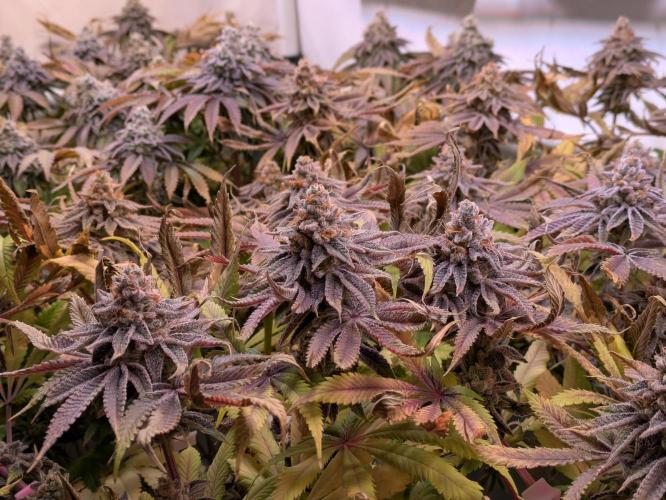 Indoor Photoperiod Run #4 (2025). Week 18