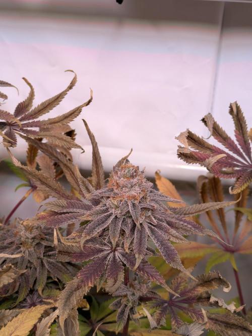 Indoor Photoperiod Run #4 (2025). Week 18