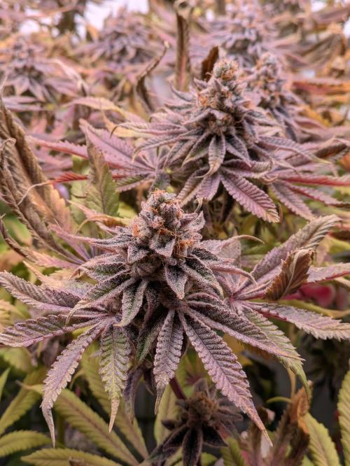 Indoor Photoperiod Run #4 (2025). Week 18