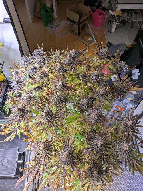 Indoor Photoperiod Run #4 (2025). Week 18