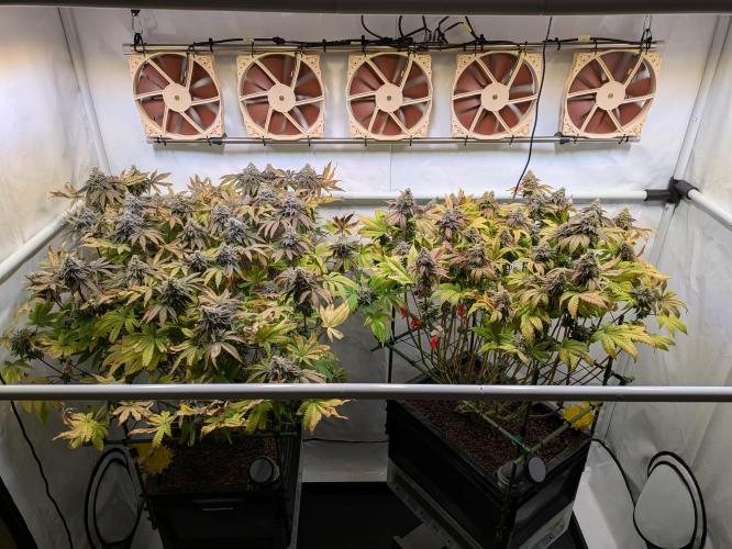 Indoor Photoperiod Run #4 (2025). Week 18