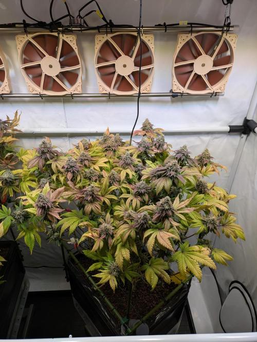 Indoor Photoperiod Run #4 (2025). Week 18