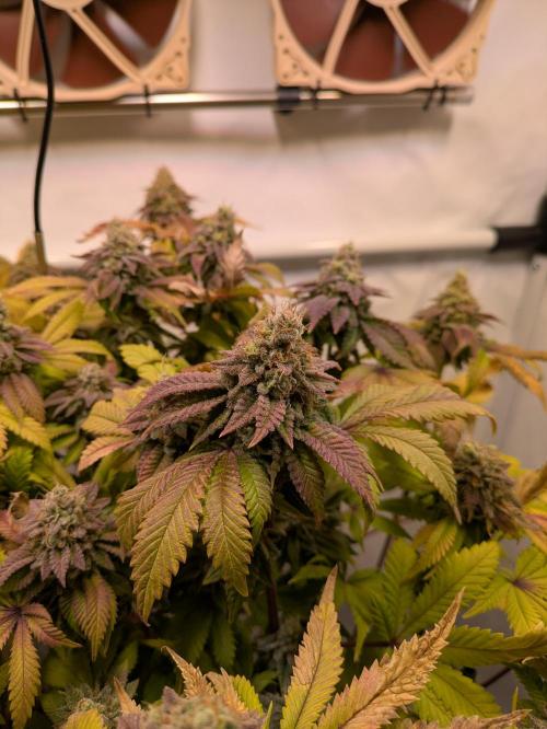 Indoor Photoperiod Run #4 (2025). Week 18