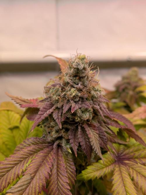 Indoor Photoperiod Run #4 (2025). Week 18