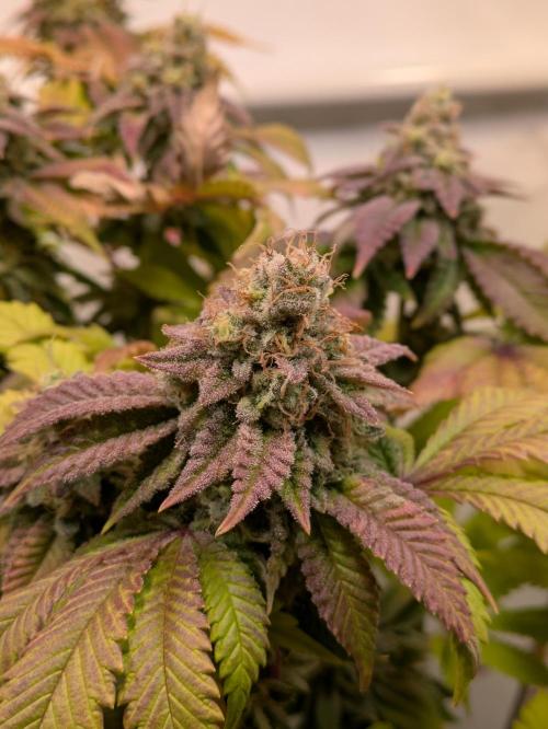 Indoor Photoperiod Run #4 (2025). Week 18