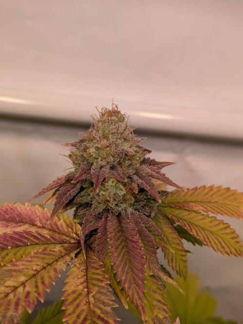 Indoor Photoperiod Run #4 (2025). Week 18