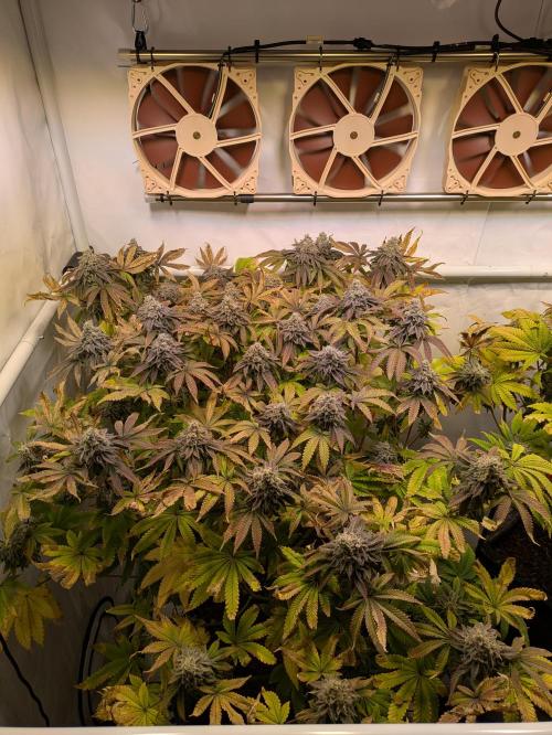 Indoor Photoperiod Run #4 (2025). Week 18