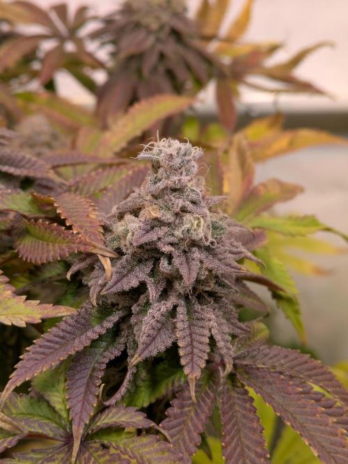 Indoor Photoperiod Run #4 (2025). Week 18