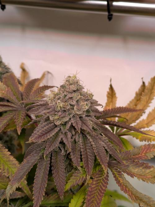 Indoor Photoperiod Run #4 (2025). Week 18