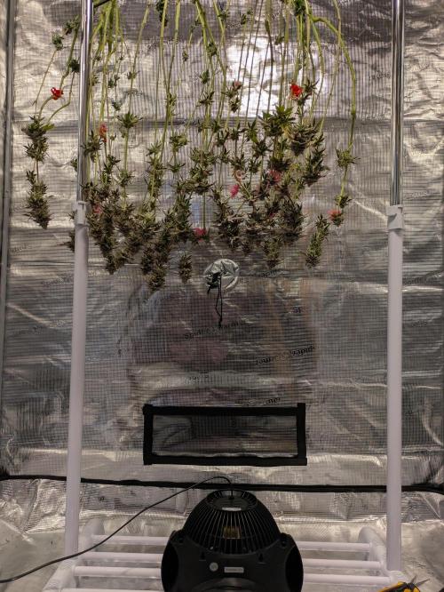 Indoor Photoperiod Run #4 (2025). Week 18