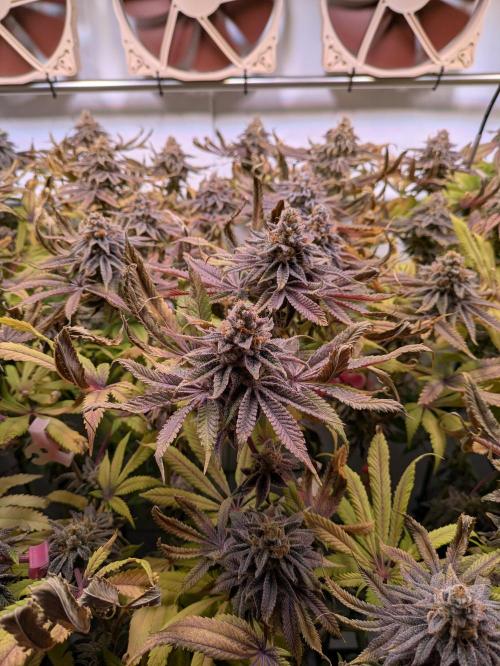 Indoor Photoperiod Run #4 (2025). Week 18