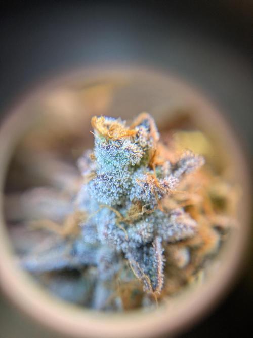 Indoor Photoperiod Run #4 (2025). Week 18