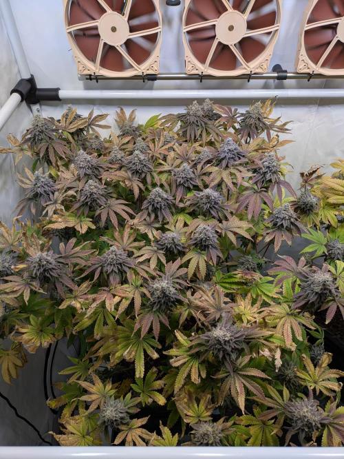 Indoor Photoperiod Run #4 (2025). Week 19