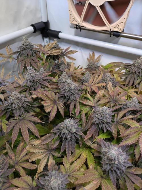 Indoor Photoperiod Run #4 (2025). Week 19