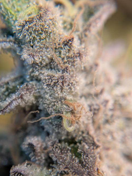 Indoor Photoperiod Run #4 (2025). Week 19