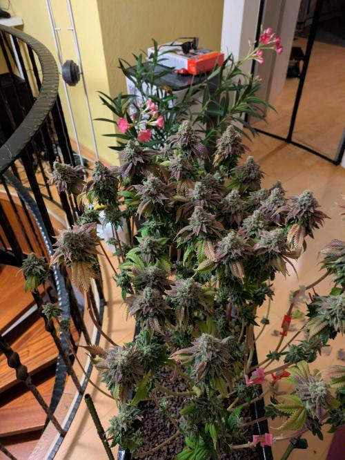 Indoor Photoperiod Run #4 (2025). Week 19