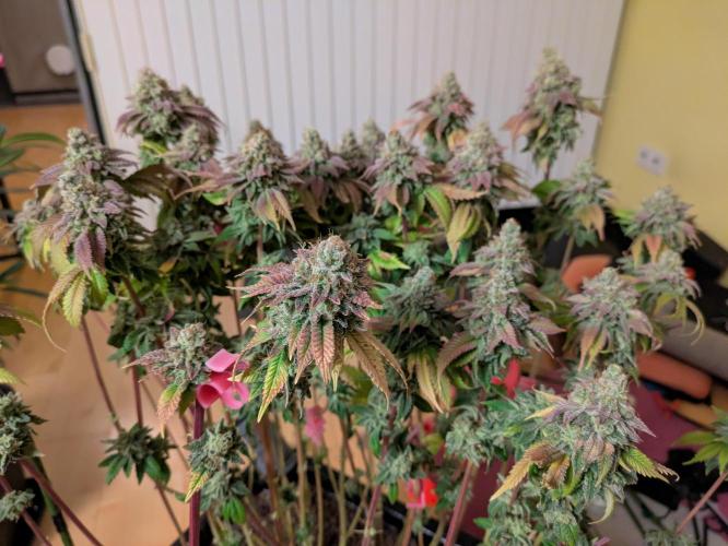 Indoor Photoperiod Run #4 (2025). Week 19