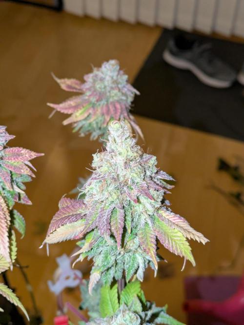 Indoor Photoperiod Run #4 (2025). Week 19