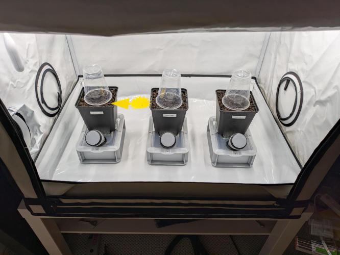 Indoor Photoperiod Run #5 (2025/2026). Week 0