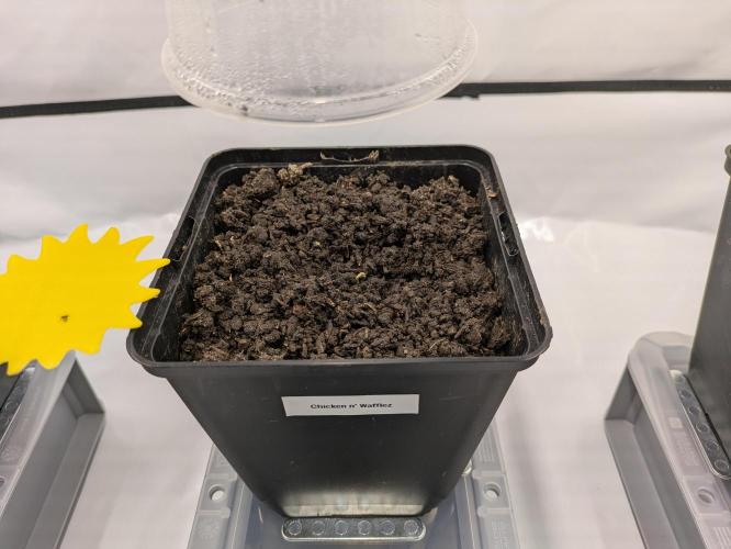 Indoor Photoperiod Run #5 (2025/2026). Week 0