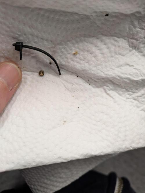 Indoor Photoperiod Run #5 (2025/2026). Week 0 - Something ate the tap root :(