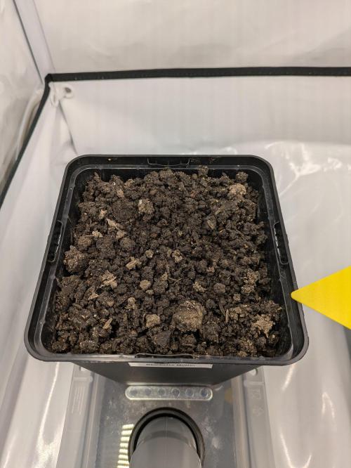 Indoor Photoperiod Run #5 (2025/2026). Week 0