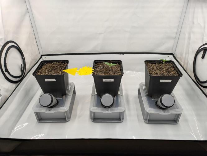 Indoor Photoperiod Run #5 (2025/2026). Week 1