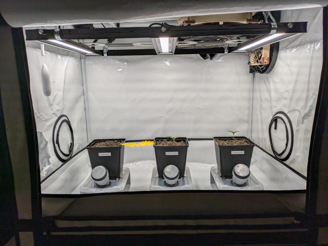 Indoor Photoperiod Run #5 (2025/2026). Week 1