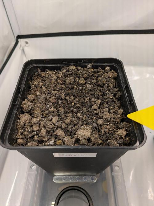 Indoor Photoperiod Run #5 (2025/2026). Week 1