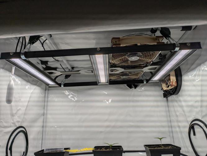 Indoor Photoperiod Run #5 (2025/2026). Week 1