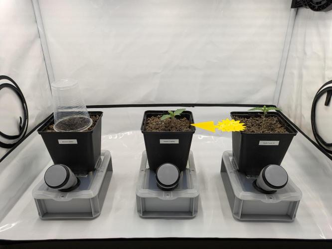 Indoor Photoperiod Run #5 (2025/2026). Week 1