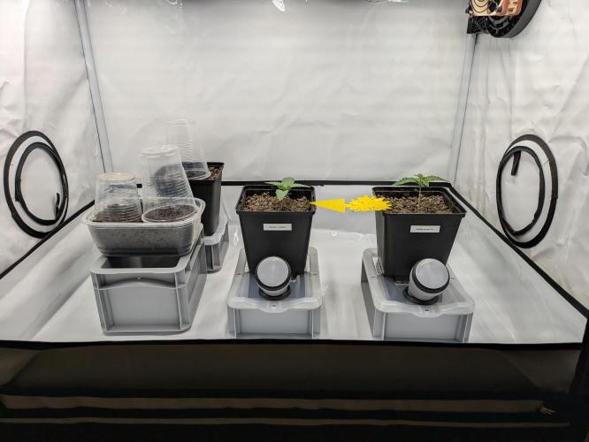 Indoor Photoperiod Run #5 (2025/2026). Week 1