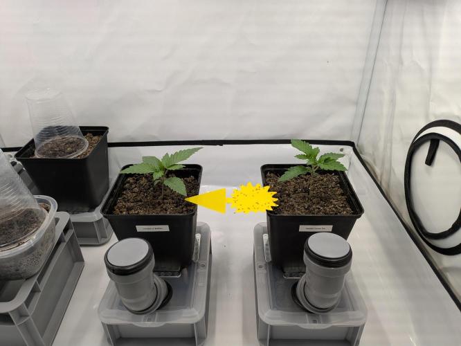 Indoor Photoperiod Run #5 (2025/2026). Week 2