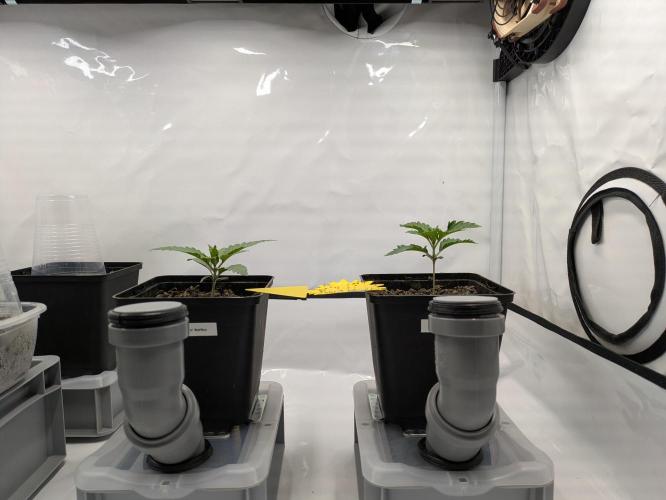 Indoor Photoperiod Run #5 (2025/2026). Week 2