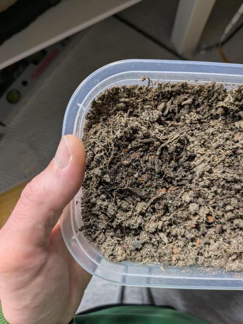 Indoor Photoperiod Run #5 (2025/2026). Week 2