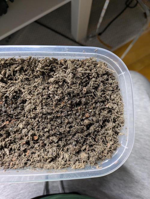 Indoor Photoperiod Run #5 (2025/2026). Week 2