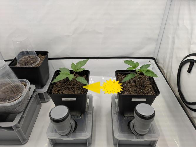 Indoor Photoperiod Run #5 (2025/2026). Week 2