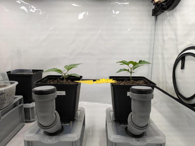 Indoor Photoperiod Run #5 (2025/2026). Week 2