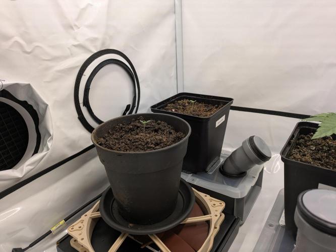 Indoor Photoperiod Run #5 (2025/2026). Week 2