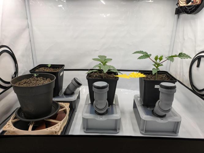 Indoor Photoperiod Run #5 (2025/2026). Week 3