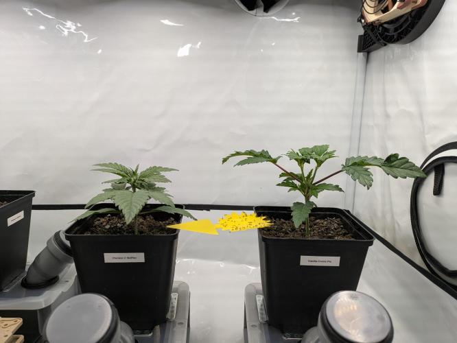 Indoor Photoperiod Run #5 (2025/2026). Week 3