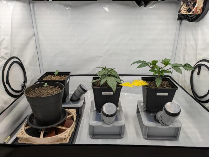 Indoor Photoperiod Run #5 (2025/2026). Week 3